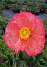 Papaver nudicaule 'Iceland Mix'              